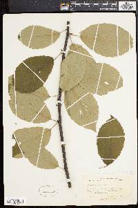 Betula alleghaniensis image