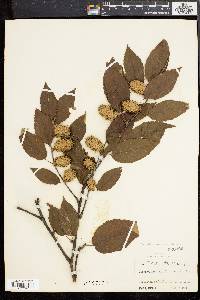 Betula alleghaniensis image