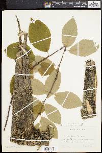 Betula alleghaniensis image