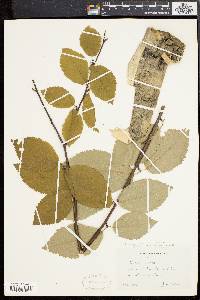 Betula alleghaniensis image