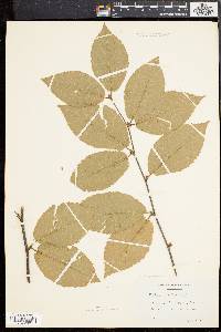 Betula alleghaniensis image