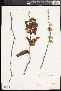 Betula alleghaniensis image