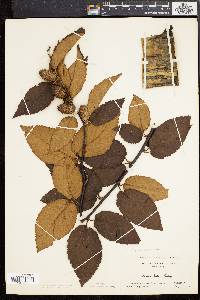 Betula alleghaniensis image