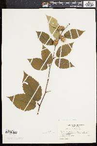 Betula alleghaniensis image