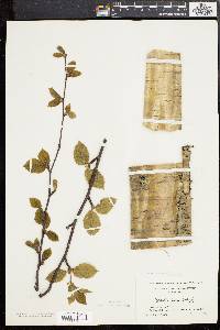 Betula alleghaniensis image