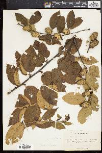 Betula alleghaniensis image