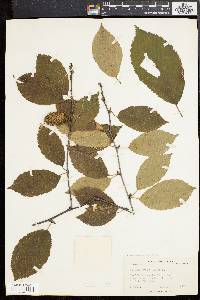 Betula alleghaniensis image