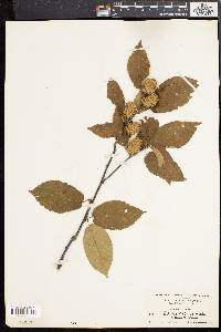 Betula alleghaniensis image