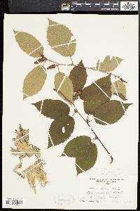 Betula alleghaniensis image