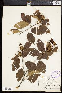 Betula alleghaniensis image