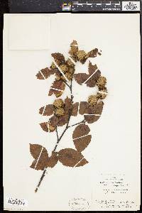 Betula alleghaniensis image