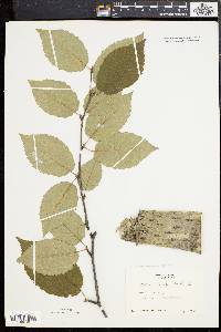 Betula alleghaniensis image