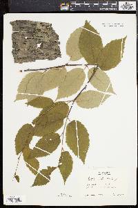 Betula alleghaniensis image