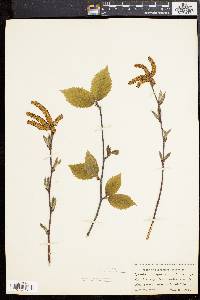 Betula alleghaniensis image