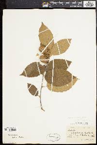 Betula alleghaniensis image