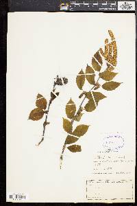 Betula alleghaniensis image