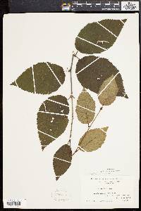 Betula alleghaniensis image