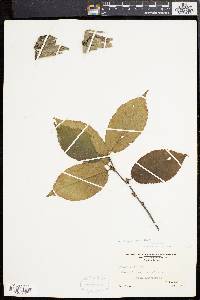 Betula alleghaniensis image