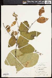 Betula alleghaniensis image