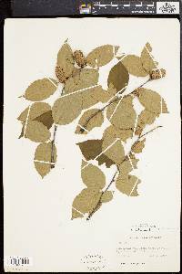 Betula alleghaniensis image