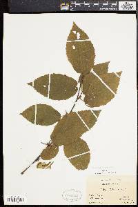 Betula alleghaniensis image