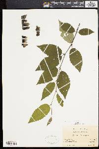 Betula alleghaniensis image