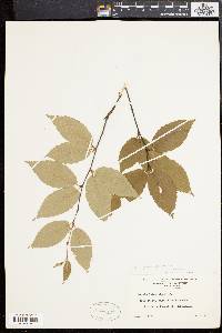 Betula alleghaniensis image