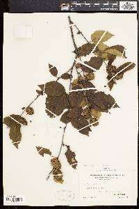 Betula alleghaniensis image