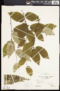 Betula alleghaniensis image