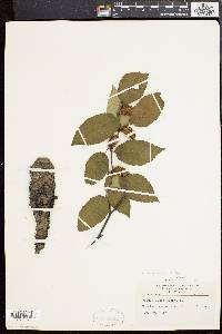 Betula alleghaniensis image