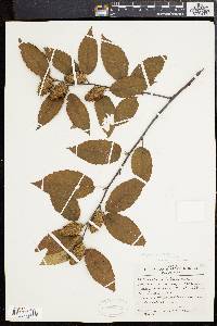 Betula alleghaniensis image