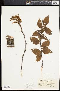 Betula alleghaniensis image