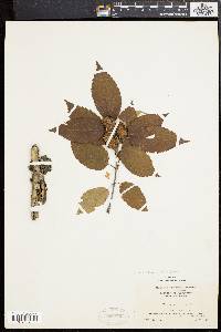 Betula alleghaniensis image