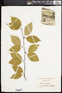 Betula alleghaniensis image