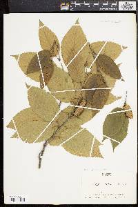 Betula alleghaniensis image