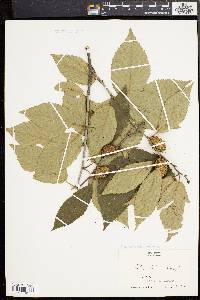 Betula alleghaniensis image