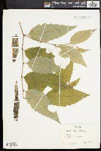 Betula alleghaniensis image