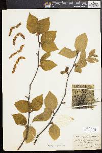 Betula alleghaniensis image