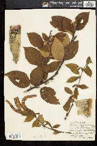 Betula alleghaniensis image