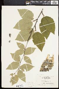 Betula alleghaniensis image