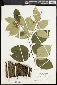 Betula alleghaniensis image