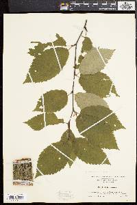 Betula alleghaniensis image