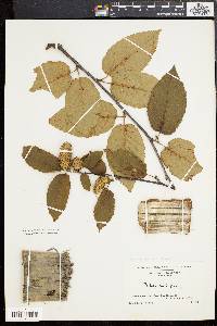 Betula alleghaniensis image