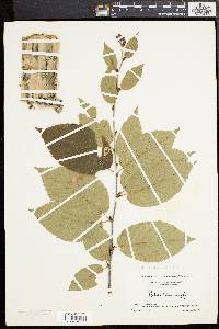 Betula alleghaniensis image