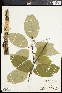 Betula alleghaniensis image