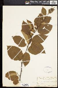 Betula alleghaniensis image