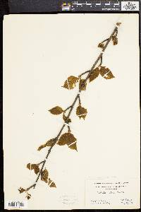 Betula alleghaniensis image