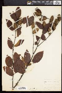 Betula alleghaniensis image