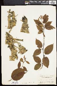 Betula alleghaniensis image