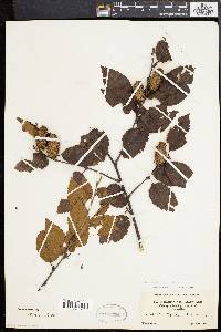 Betula alleghaniensis image